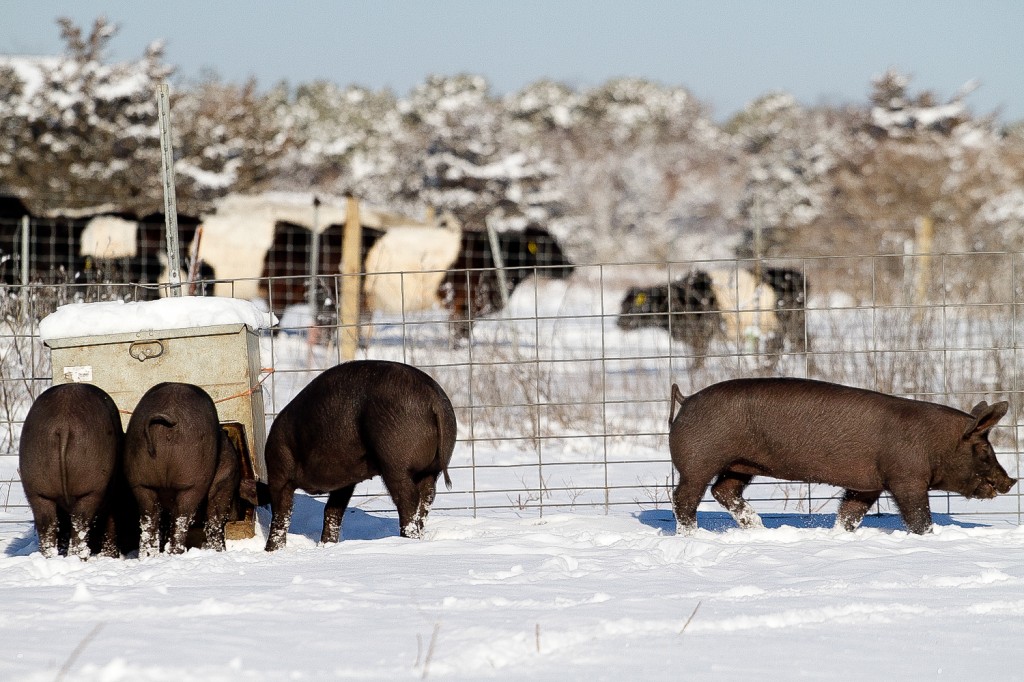 snow_pigs